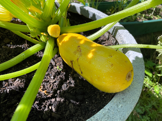 Die Zucchini wachsen